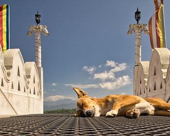 Un petit chien errant dort dans un temple au Sri Lanka