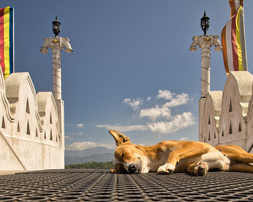 Kleine zwerfhond slaapt in tempel Sri Lanka