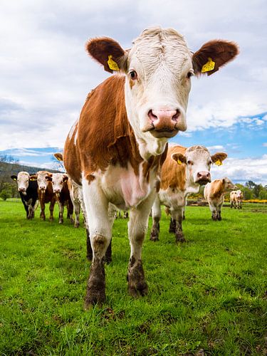 Nieuwsgierige dames..