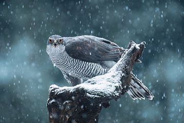 Auge in Auge mit dem König des Waldes, dem Hawk von Ruben Van Dijk