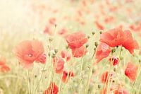 Coquelicots II