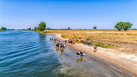 Koeien te water by Studio Retouched fotoshop