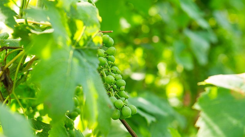 Grapes in rich colours. The vines with the grapes are ripe. by Martin Köbsch