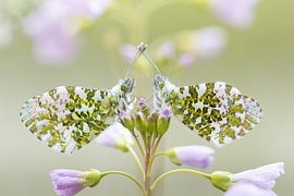 Oranjetipjes op pinksterbloemen van Jasper Kok