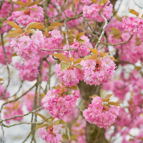 Vrolijk en blij in de lente met bloesem van Jolanda de Jong-Jansen