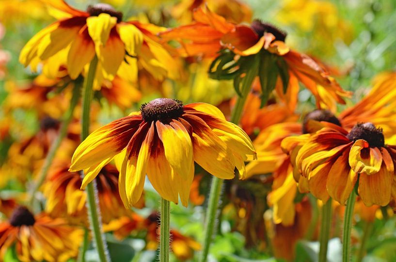 Rudbeckia by Violetta Honkisz