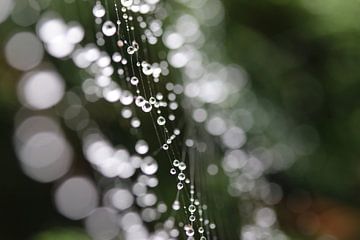 Regendruppels op een spinnenweb van Pim van der Horst