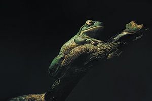 Bezaubernde Nachtszene mit grünem Frosch: Eine schöne Naturkulisse