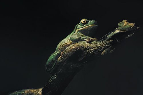 Betoverende Nachtelijke Scene met een Groene Kikker: Een Prachtig Schouwspel van Natuur