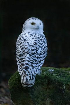 Schneeeule, Bubo scandiacus von Gert Hilbink