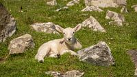 Lammetje relaxend in het Schotse gras von Michel Seelen Miniaturansicht