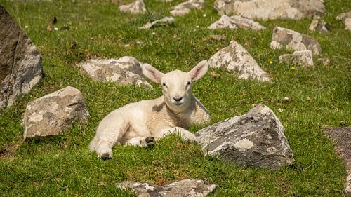 Lammetje relaxend in het Schotse gras