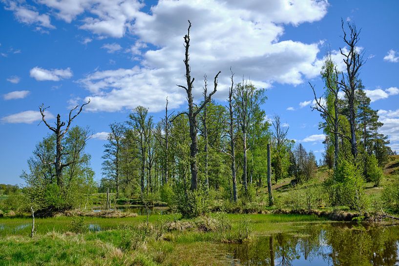 Swedish landscape 150 by Geertjan Plooijer