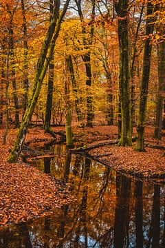 L'automne dans la Veluwe sur Böhne fotografie