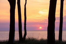 Tree trunks in the ghostly forest by Sven-Erik Arndt