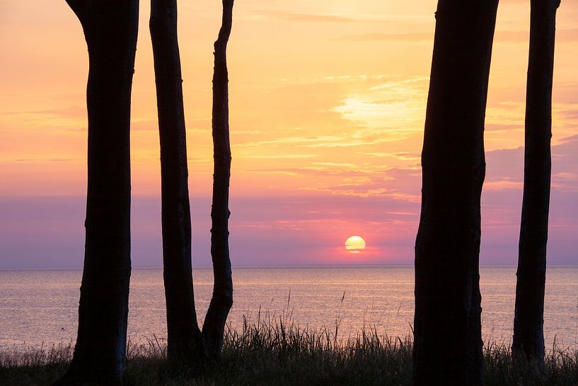 Troncs d'arbres dans la forêt des fantômes par Sven-Erik Arndt