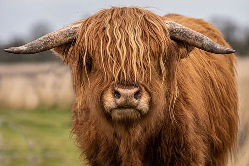 Schotse Hooglander Koe