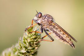 Roofvlieg / Robberfly by Harm Rhebergen
