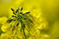 Goudgele bloemenschat