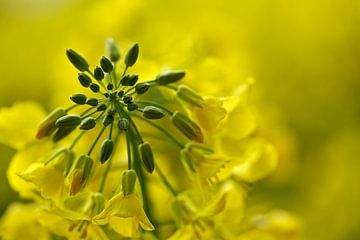 Goldener Blumenschatz von Betty van Engelen