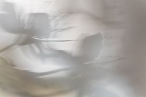 Blüte der Kirschpflaume