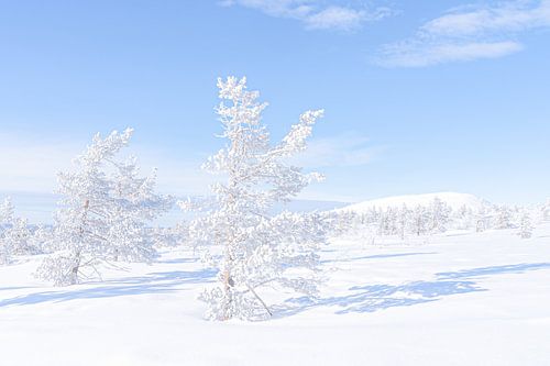 Winter in Lapland