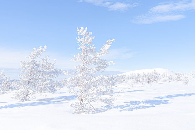 Winter in Lappland von Nicole Geerinck