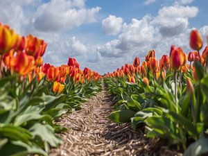 Tulipes à l'huile sur Alex Hiemstra