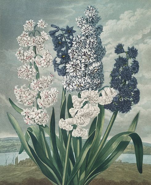 Hyacinths, Robert John Thornton by Masterful Masters