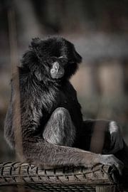 Monkey looks straight into camera while shooting by Jolien Berntsen