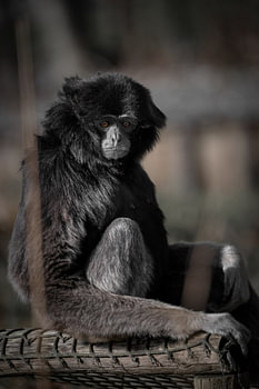 Monkey looks straight into camera while shooting