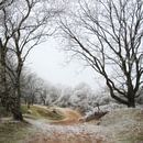 Winterlandschap van Bob Bleeker thumbnail