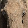 Portret van een Afrikaanse olifant van Tilo Grellmann
