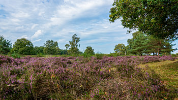 Westerheide