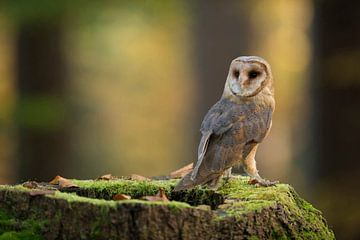 Barn Owl ( Tyto alba ) sur wunderbare Erde