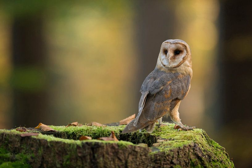 Barn Owl ( Tyto alba ) by wunderbare Erde