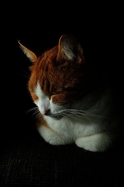 Chaton le chat par Els Steutel