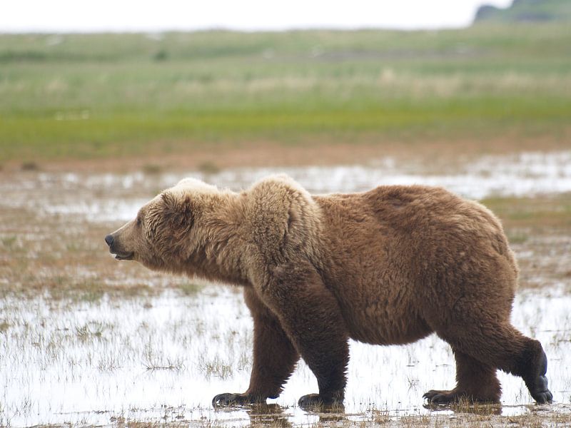 Grizzlybeer - Alaska  von Tonny Swinkels