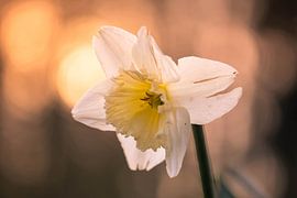 hot daffodil by Tania Perneel