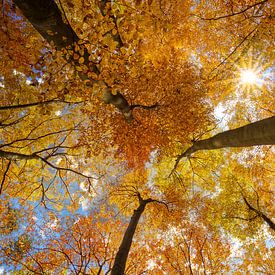 Des hêtres en automne sur Tilo Grellmann | Photography