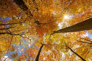 Buchen im Herbst