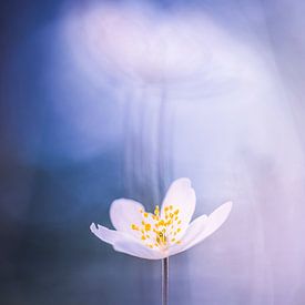 Wood anemone with a repeat in the background or is it the foreground? by Bob Daalder