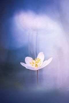 Wood anemone with a repeat in the background or is it the foreground? by Bob Daalder