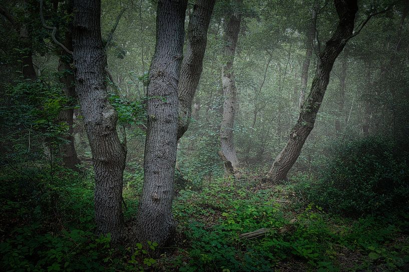 oak trees after a rainstorm by peterheinspictures