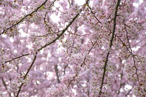 La beauté du printemps : un nuage de fleurs roses sur Ingrid de Vos - Boom