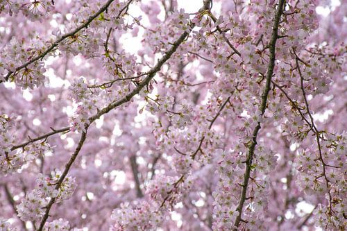 Spring beauty: A cloud of pink blossom