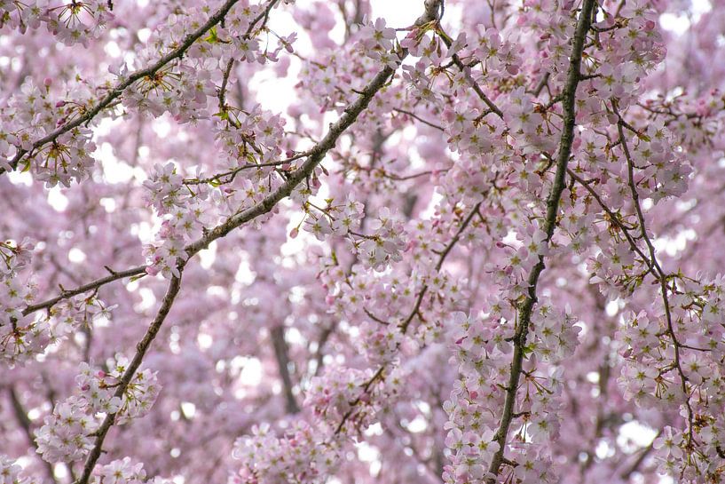 Spring beauty: A cloud of pink blossom by Ingrid de Vos - Boom