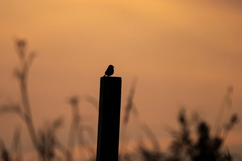 Singing stonechat during sunset by Anoeska Fotografie