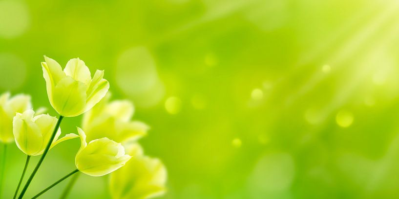 des tulipes blanches sous le soleil du printemps par Dörte Bannasch