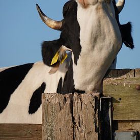 Vache sur Karin Maartense